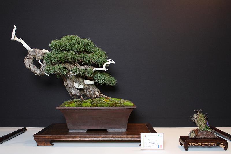 Bonsai, cay the, cay canh nghe thuat, cây cảnh nghệ thuật